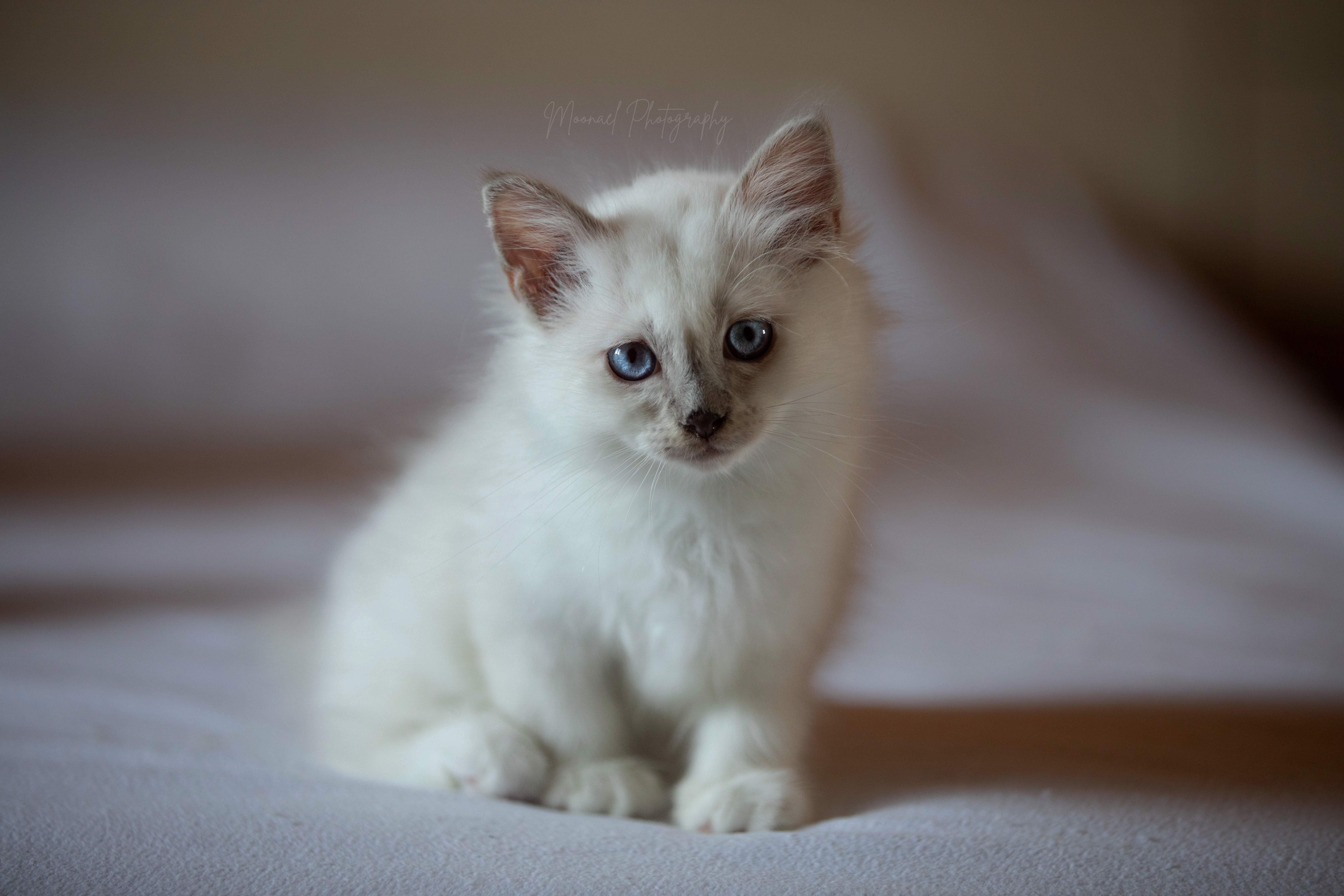 Photo de ARAMIS LILAC POINT